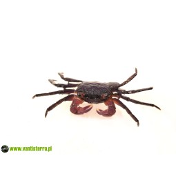 Geosesarma sp. Lavender - Krab Lavender | Skorupiaki | Vantis Terra