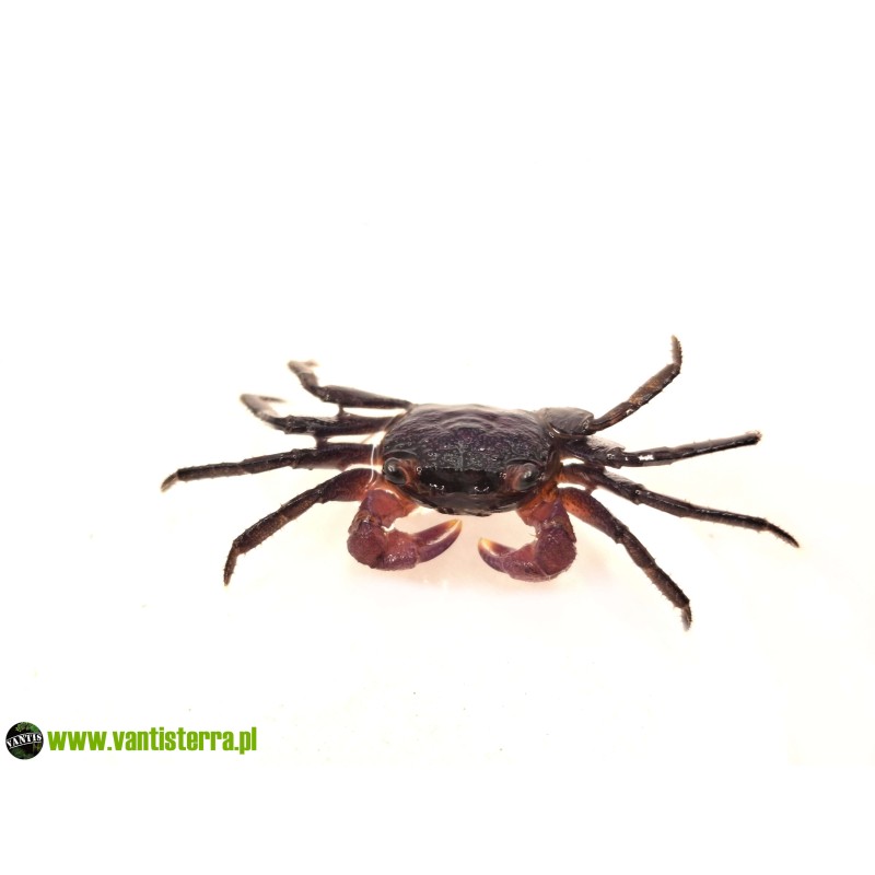 Geosesarma sp. Lavender - Krab Lavender | Skorupiaki | Vantis Terra