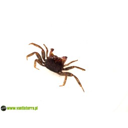 Geosesarma sp. Lavender - Krab Lavender | Skorupiaki | Vantis Terra