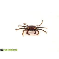 Geosesarma sp. Lavender - Krab Lavender | Skorupiaki | Vantis Terra