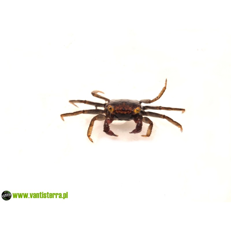 Geosesarma sp. Lavender - Krab Lavender | Skorupiaki | Vantis Terra