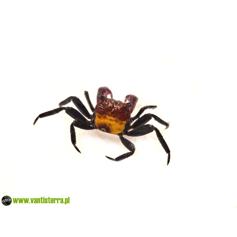 Geosesarma sp. Tricolor - Krab Tricolor | Skorupiaki | Vantis Terra