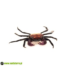 Geosesarma sp. Tricolor - Krab Tricolor | Skorupiaki | Vantis Terra