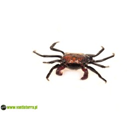 Geosesarma sp. Tricolor - Krab Tricolor | Skorupiaki | Vantis Terra