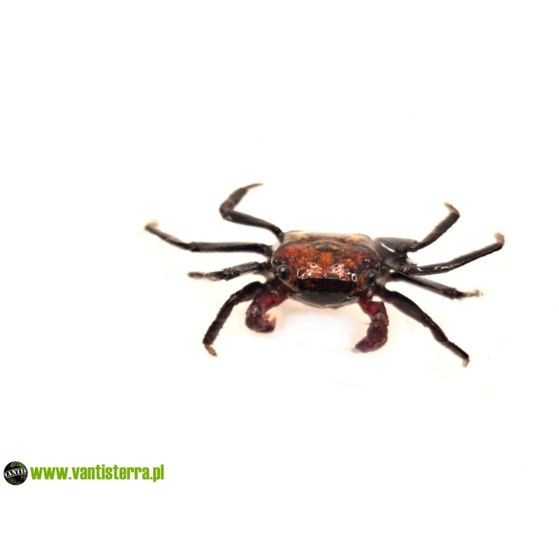 Geosesarma sp. Tricolor - Krab Tricolor | Skorupiaki | Vantis Terra