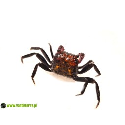 Geosesarma sp. Tricolor - Krab Tricolor | Skorupiaki | Vantis Terra