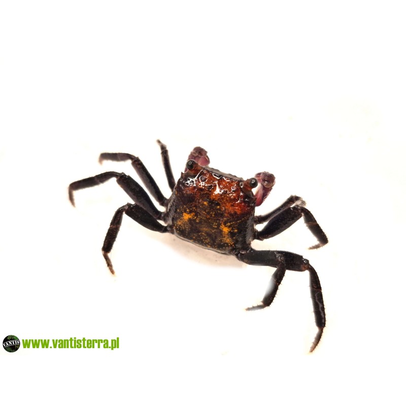 Geosesarma sp. Tricolor - Krab Tricolor | Skorupiaki | Vantis Terra