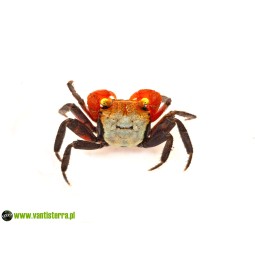 Krab Golden Top (Geosesarma...