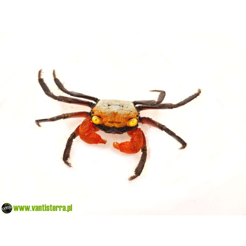 Geosesarma nigripes - Krab Golden Top | Skorupiaki | Vantis Terra Geosesarma nigripes - Krab Golden Top | Skorupiaki | Vantis Terra