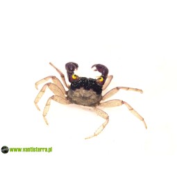 Skorupiaki | Vantis Terra