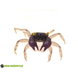 Geosesarma sp. Orchid - Krab Orchid | Skorupiaki | Vantis Terra