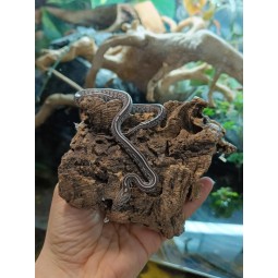 Węże | Vantis Terra
