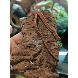 Węże | Vantis Terra