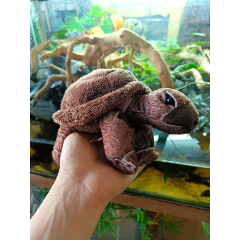 Pluszowy Żółw lądowy Mini Wild Republic 20cm | Gadżety i zabawki | Vantis Terra Pluszowy Żółw lądowy Mini Wild Republic 20cm | Gadżety i zabawki | Vantis Terra