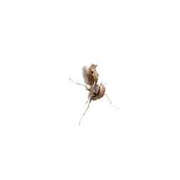 Modliszka Parablepharis kuhlii - L3