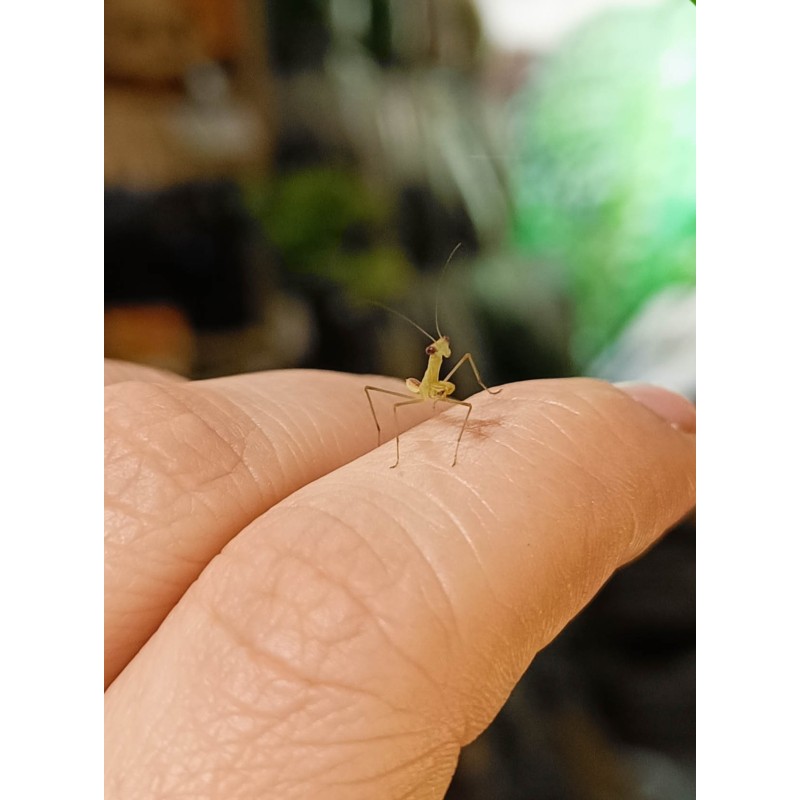 Modliszka Sphodromantis lineola L4 | Modliszki | Vantis Terra