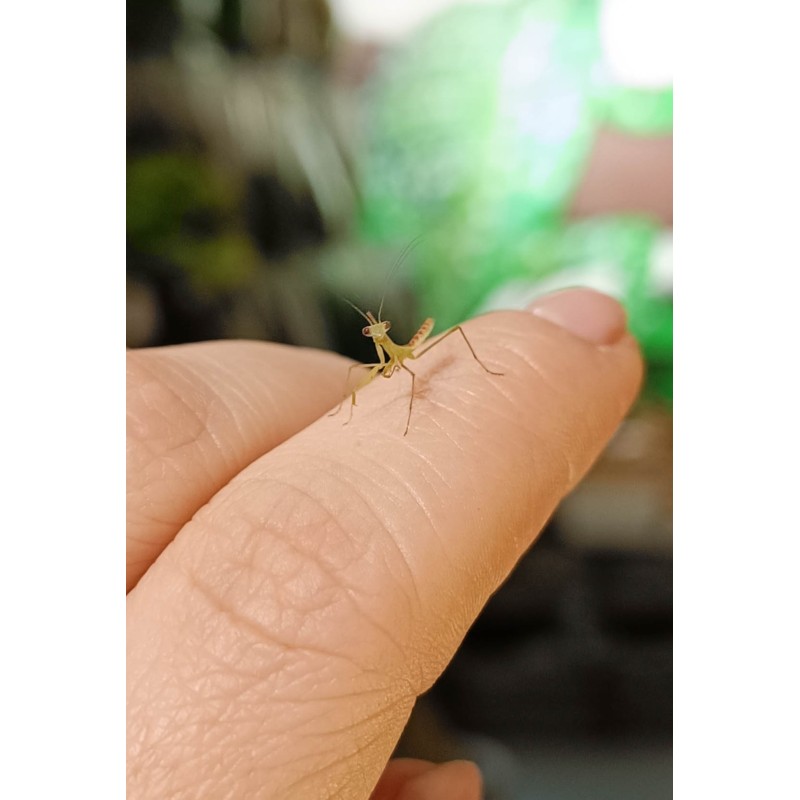 Modliszka Sphodromantis lineola L4 | Modliszki | Vantis Terra