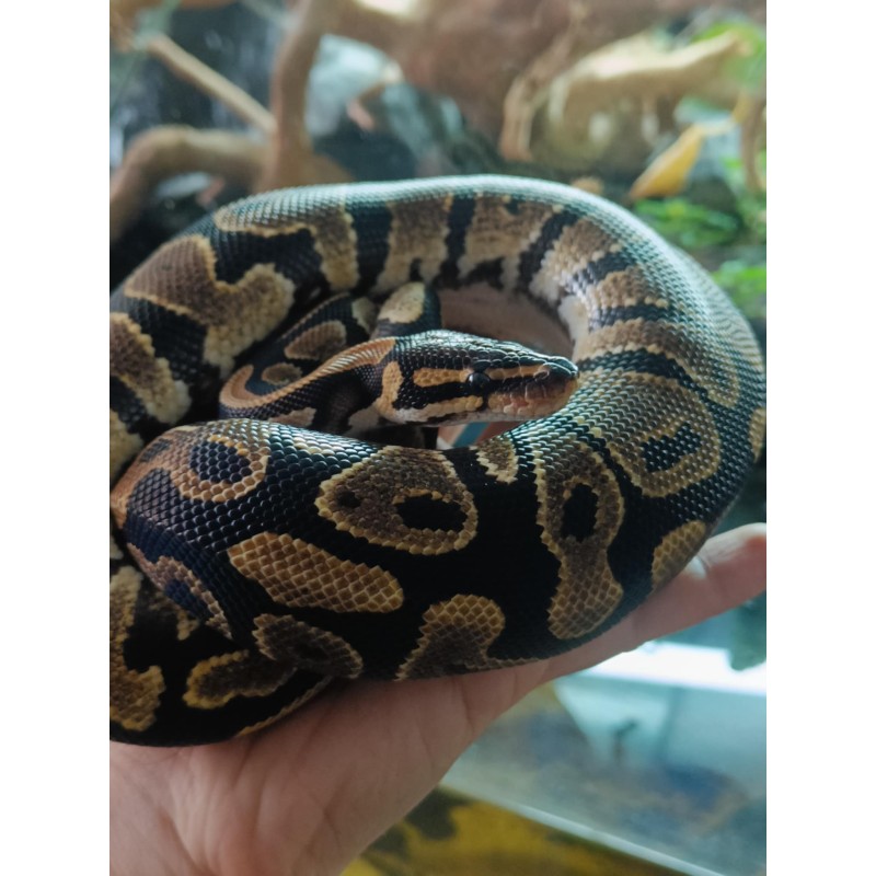 Pyton królewski (Python regius) - Orange Dream Yellow Belly / Gravel 100% het Utramel - Samiec | Węże | Vantis Terra Pyton królewski (Python regius) - Orange Dream Yellow Belly / Gravel 100% het Utramel - Samiec | Węże | Vantis Terra