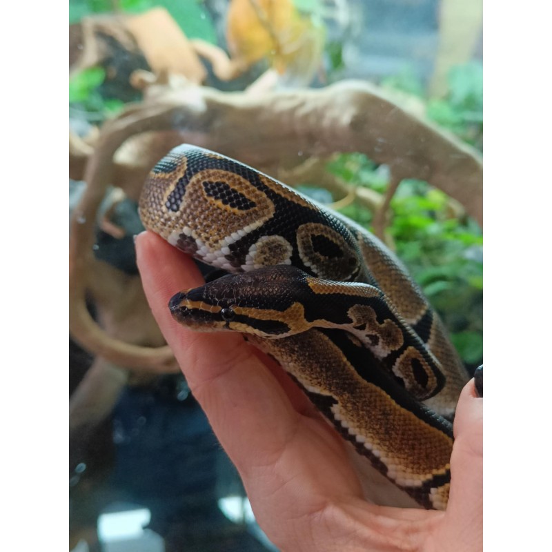 Pyton królewski (Python regius) - Classic het Ultramel - Samiec | Węże | Vantis Terra
