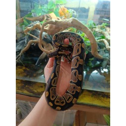 Pyton królewski (Python regius) - Classic het Ultramel - Samiec | Węże | Vantis Terra