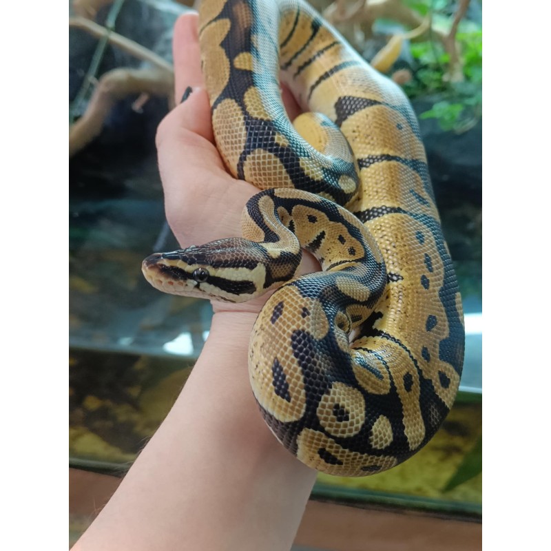 Pyton królewski (Python regius) - Enchi Pastel 100% het DG - Samiec 2 | Węże | Vantis Terra Pyton królewski (Python regius) - Enchi Pastel 100% het DG - Samiec 2 | Węże | Vantis Terra