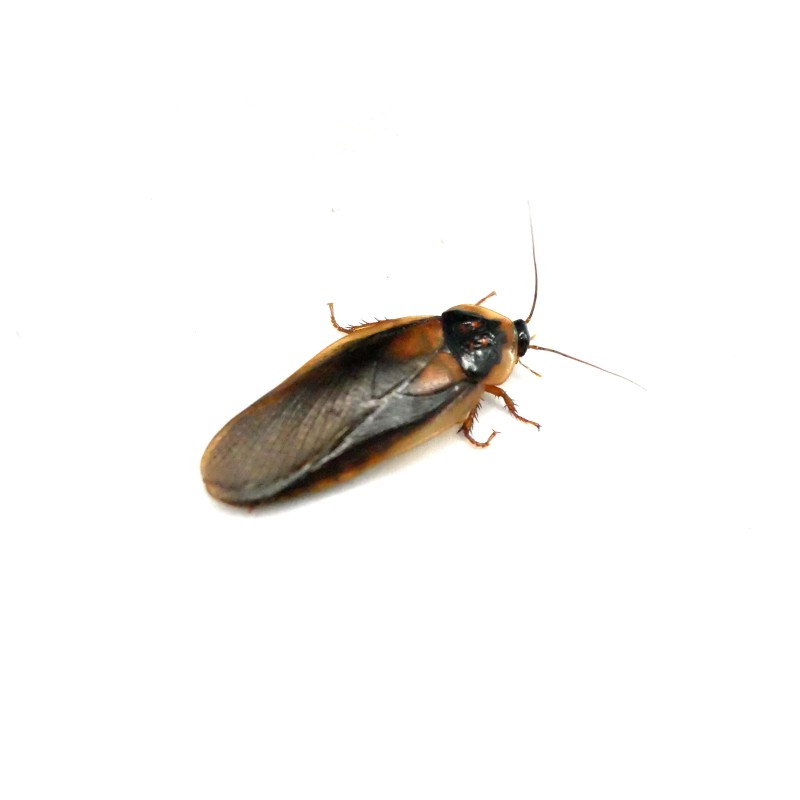 Karaczan argentyński (Blaptica dubia) - subadult/adult (~ 2/3cm) | Owady karmowe | Vantis Terra Karaczan argentyński (Blaptica dubia) - subadult/adult (~ 2/3cm) | Owady karmowe | Vantis Terra