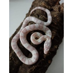 Wąż zbożowy (Pantherophis...