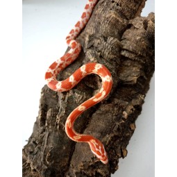 Wąż (Pantherophis guttatus...