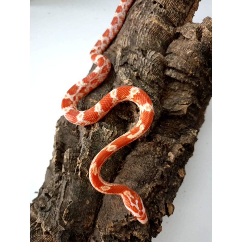Wąż (Pantherophis guttatus x emoryi) - (75% zbożowy, 25% emoryi) - Amel het Stripe Scaleless Anery ph. Diffused | Węże | Vantis Terra Wąż (Pantherophis guttatus x emoryi) - (75% zbożowy, 25% emoryi) - Amel het Stripe Scaleless Anery ph. Diffused | Węże | Vantis Terra