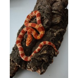 Wąż (Pantherophis guttatus x emoryi) - (75% zbożowy, 25% emoryi) - Amel het Stripe Scaleless Anery ph. Diffused | Węże | Vantis Terra