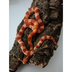Wąż (Pantherophis guttatus x emoryi) - (75% zbożowy, 25% emoryi) - Amel het Stripe Scaleless Anery ph. Diffused | Węże | Vantis Terra
