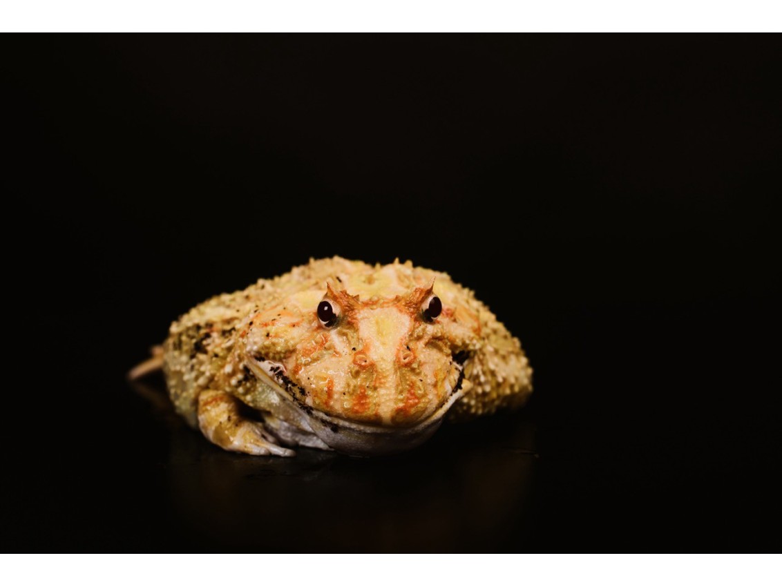 Bezogonowe Vantis Terra