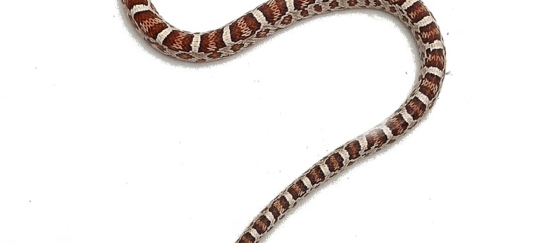 Wąż zbożowy (Pantherophis guttatus)