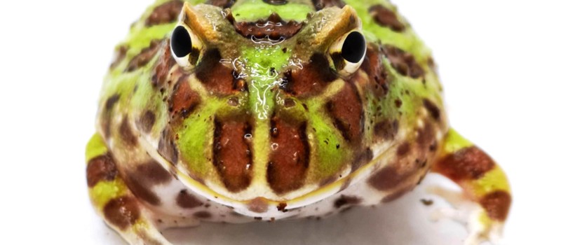 Żaba rogata (Ceratophrys cranwelli)