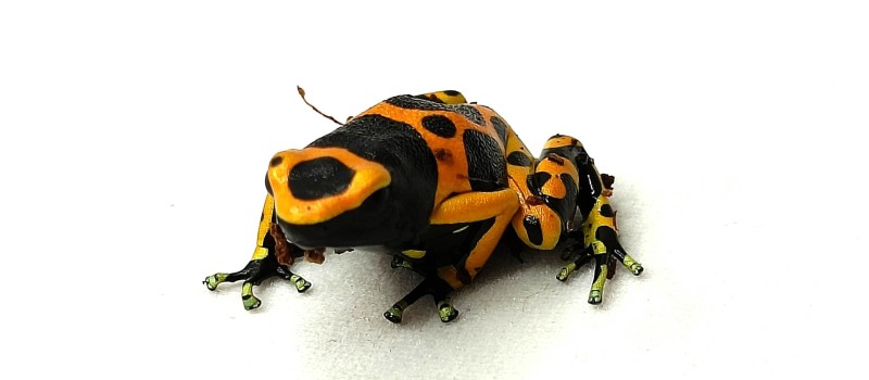 Drzewołaz żółtopasy (Dendrobates leucomelas)