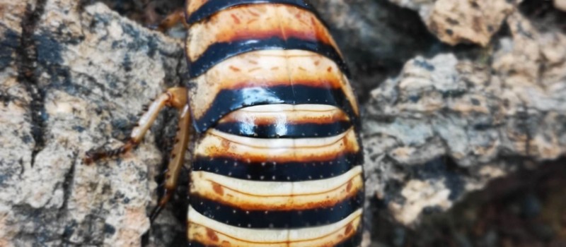 Elliptorhina javanica