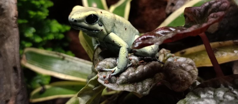 Liściołaz żółty (Phyllobates terribilis)