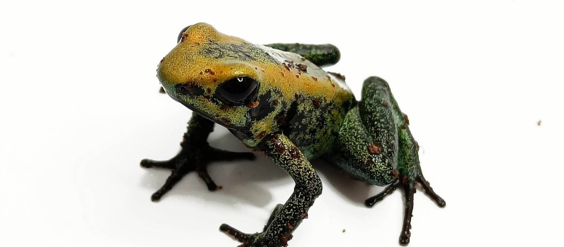 Liściołaz dwubarwny (Phyllobates bicolor)