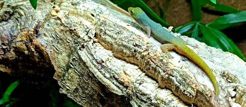 Lygodactylus conraui