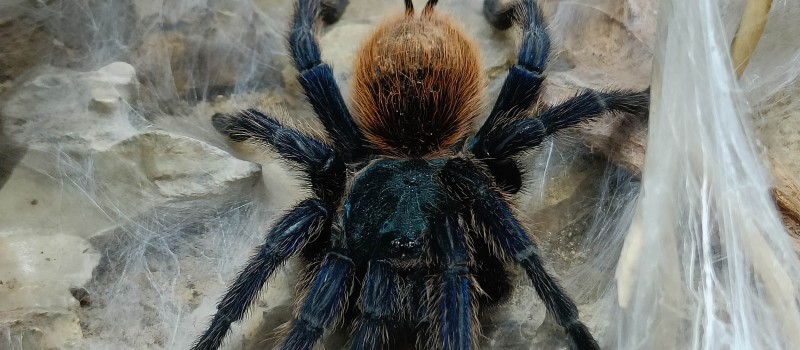 Chromatopelma cyaneopubescens