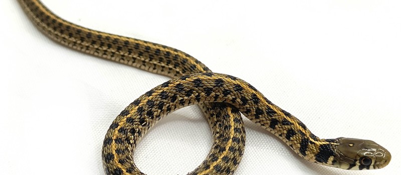 Pończosznik (Thamnophis marcianus)