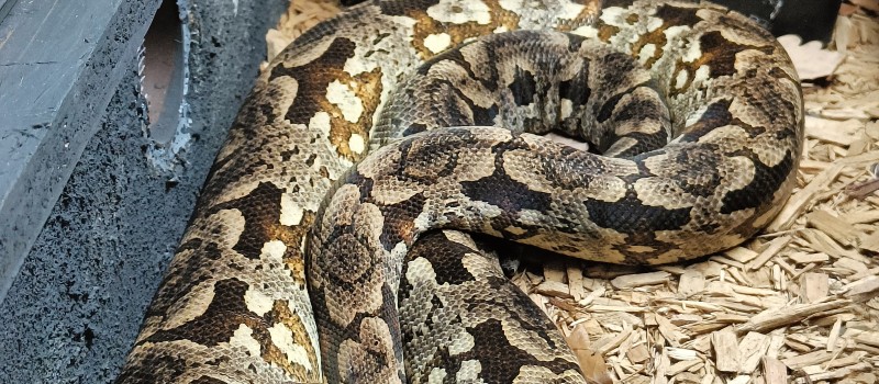 Boa Dumerila (Acrantophis dumerili)