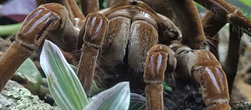 Theraphosa stirmi