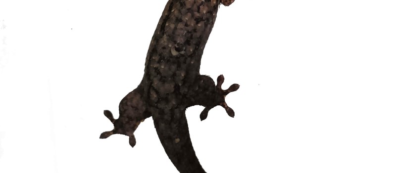 Geckolepis typica