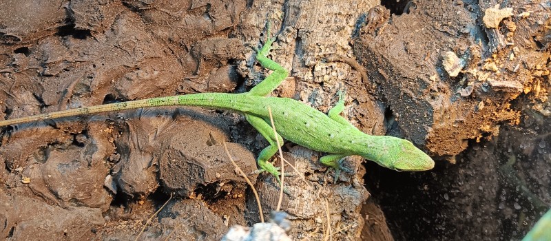 Anolis biporcatus (Norops biporcatus)