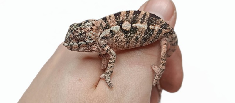 Kameleon lamparci (Furcifer pardalis)