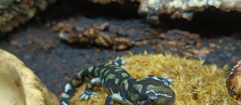 Ambystoma mavortium