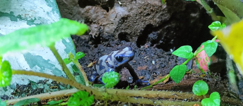 Drzewołaz złocisty (Dendrobates auratus)