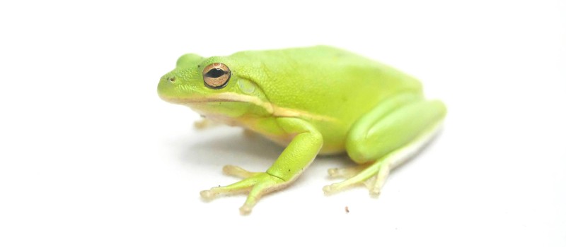 Rzekotka zielona (Hyla cinerea)