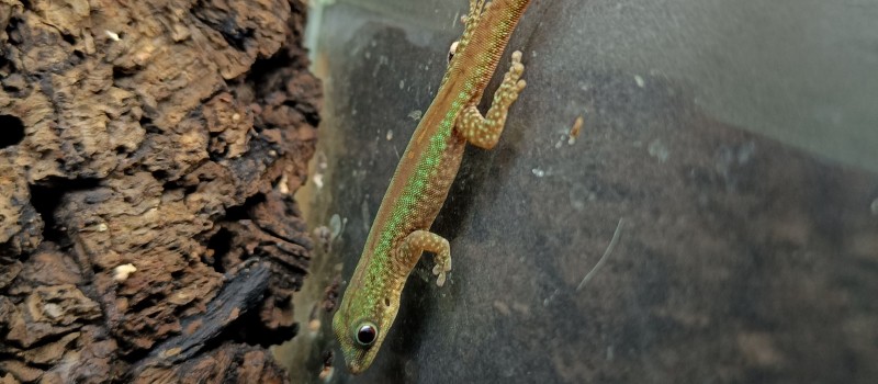 Phelsuma robertmertensi